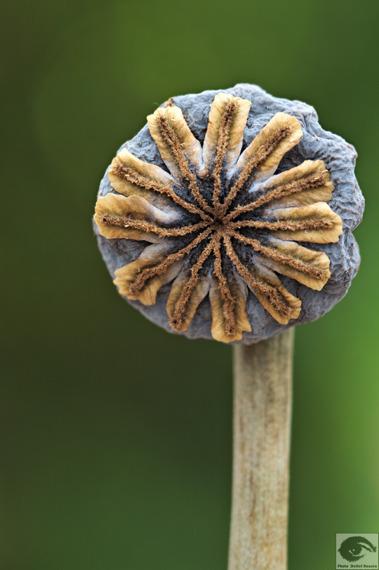  MG 3680 welke Blumen
